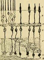 An illustration from A manual of physiology : with practical exercises / by G. N. Stewart ; with coloured plate and 467 other illustrations. (1914)