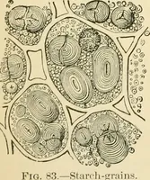 An illustration from Human physiology : prepared with special reference to students of medicine / by Joseph Howard Raymond. (1901)