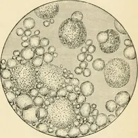 An illustration from Human physiology : prepared with special reference to students of medicine / by Joseph Howard Raymond. (1901)