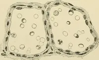An illustration from Human physiology : prepared with special reference to students of medicine / by Joseph Howard Raymond. (1901)