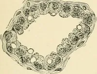 An illustration from Human physiology : prepared with special reference to students of medicine / by Joseph Howard Raymond. (1901)