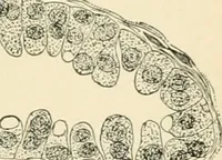 An illustration from Human physiology : prepared with special reference to students of medicine / by Joseph Howard Raymond. (1901)