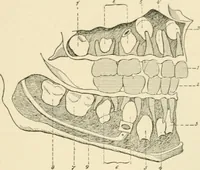 An illustration from Human physiology : prepared with special reference to students of medicine / by Joseph Howard Raymond. (1901)