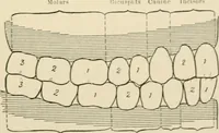 An illustration from Human physiology : prepared with special reference to students of medicine / by Joseph Howard Raymond. (1901)
