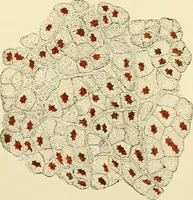 An illustration from Human physiology : prepared with special reference to students of medicine / by Joseph Howard Raymond. (1901)