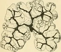 An illustration from Human physiology : prepared with special reference to students of medicine / by Joseph Howard Raymond. (1901)