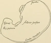 An illustration from Human physiology : prepared with special reference to students of medicine / by Joseph Howard Raymond. (1901)