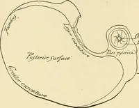 An illustration from Human physiology : prepared with special reference to students of medicine / by Joseph Howard Raymond. (1901)