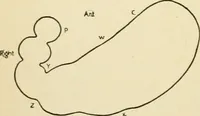 An illustration from Human physiology : prepared with special reference to students of medicine / by Joseph Howard Raymond. (1901)