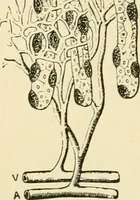 An illustration from Human physiology : prepared with special reference to students of medicine / by Joseph Howard Raymond. (1901)