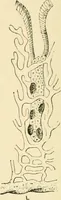 An illustration from Human physiology : prepared with special reference to students of medicine / by Joseph Howard Raymond. (1901)