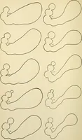 An illustration from Human physiology : prepared with special reference to students of medicine / by Joseph Howard Raymond. (1901)
