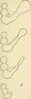 An illustration from Human physiology : prepared with special reference to students of medicine / by Joseph Howard Raymond. (1901)