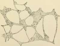 An illustration from Human physiology : prepared with special reference to students of medicine / by Joseph Howard Raymond. (1901)