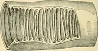 An illustration from Human physiology : prepared with special reference to students of medicine / by Joseph Howard Raymond. (1901)