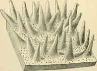 An illustration from Human physiology : prepared with special reference to students of medicine / by Joseph Howard Raymond. (1901)