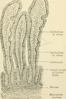 An illustration from Human physiology : prepared with special reference to students of medicine / by Joseph Howard Raymond. (1901)