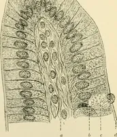 An illustration from Human physiology : prepared with special reference to students of medicine / by Joseph Howard Raymond. (1901)