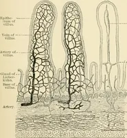 An illustration from Human physiology : prepared with special reference to students of medicine / by Joseph Howard Raymond. (1901)