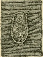An illustration from Human physiology : prepared with special reference to students of medicine / by Joseph Howard Raymond. (1901)