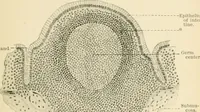 An illustration from Human physiology : prepared with special reference to students of medicine / by Joseph Howard Raymond. (1901)