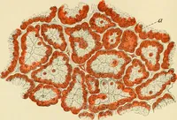 An illustration from Human physiology : prepared with special reference to students of medicine / by Joseph Howard Raymond. (1901)