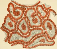 An illustration from Human physiology : prepared with special reference to students of medicine / by Joseph Howard Raymond. (1901)