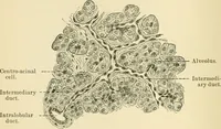 An illustration from Human physiology : prepared with special reference to students of medicine / by Joseph Howard Raymond. (1901)