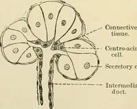 An illustration from Human physiology : prepared with special reference to students of medicine / by Joseph Howard Raymond. (1901)