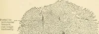 An illustration from Human physiology : prepared with special reference to students of medicine / by Joseph Howard Raymond. (1901)