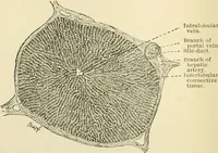 An illustration from Human physiology : prepared with special reference to students of medicine / by Joseph Howard Raymond. (1901)