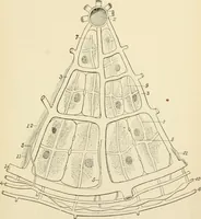 An illustration from Human physiology : prepared with special reference to students of medicine / by Joseph Howard Raymond. (1901)
