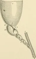 An illustration from Human physiology : prepared with special reference to students of medicine / by Joseph Howard Raymond. (1901)