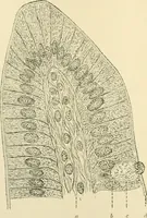 An illustration from Human physiology : prepared with special reference to students of medicine / by Joseph Howard Raymond. (1901)