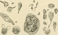 An illustration from Human physiology : prepared with special reference to students of medicine / by Joseph Howard Raymond. (1901)