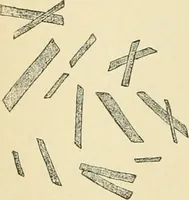 An illustration from Human physiology : prepared with special reference to students of medicine / by Joseph Howard Raymond. (1901)