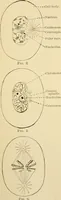 An illustration from Human physiology : prepared with special reference to students of medicine / by Joseph Howard Raymond. (1901)