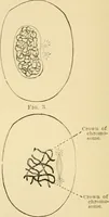 An illustration from Human physiology : prepared with special reference to students of medicine / by Joseph Howard Raymond. (1901)