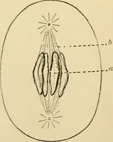 An illustration from Human physiology : prepared with special reference to students of medicine / by Joseph Howard Raymond. (1901)