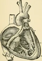 An illustration from Human physiology : prepared with special reference to students of medicine / by Joseph Howard Raymond. (1901)
