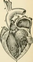 An illustration from Human physiology : prepared with special reference to students of medicine / by Joseph Howard Raymond. (1901)