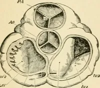 An illustration from Human physiology : prepared with special reference to students of medicine / by Joseph Howard Raymond. (1901)