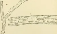 An illustration from Human physiology : prepared with special reference to students of medicine / by Joseph Howard Raymond. (1901)