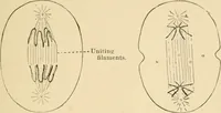 An illustration from Human physiology : prepared with special reference to students of medicine / by Joseph Howard Raymond. (1901)