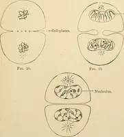 An illustration from Human physiology : prepared with special reference to students of medicine / by Joseph Howard Raymond. (1901)
