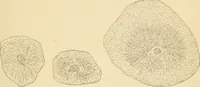 An illustration from Human physiology : prepared with special reference to students of medicine / by Joseph Howard Raymond. (1901)