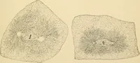 An illustration from Human physiology : prepared with special reference to students of medicine / by Joseph Howard Raymond. (1901)