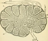 An illustration from Human physiology : prepared with special reference to students of medicine / by Joseph Howard Raymond. (1901)