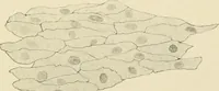 An illustration from Human physiology : prepared with special reference to students of medicine / by Joseph Howard Raymond. (1901)