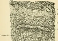 An illustration from Human physiology : prepared with special reference to students of medicine / by Joseph Howard Raymond. (1901)